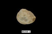 藏品(日本石咸蛤 )的圖片